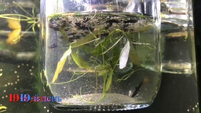 Выращивание мальков моллинезии в банке смотреть онлайн