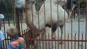 верблюд в зоопарке