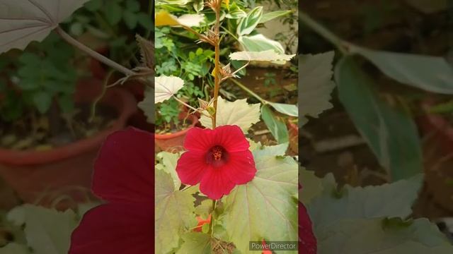 Cranberry Hibiscus Perennial plant#Shorts