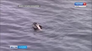 Тюлень поймал рыбу в центре Беломорска