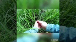 Река Бежка .mp4