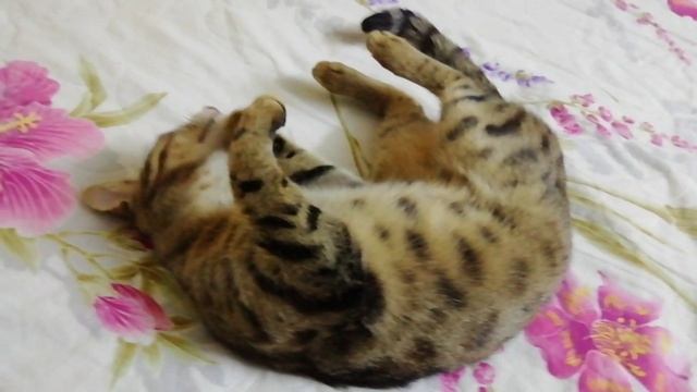 Утренний променад