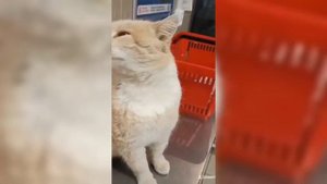 настюш😁у😆нас😃на🥰магазине😗есть🥲поющий🤣кот😍смотри😌как😉он😎поет😤лойлолойойлйой