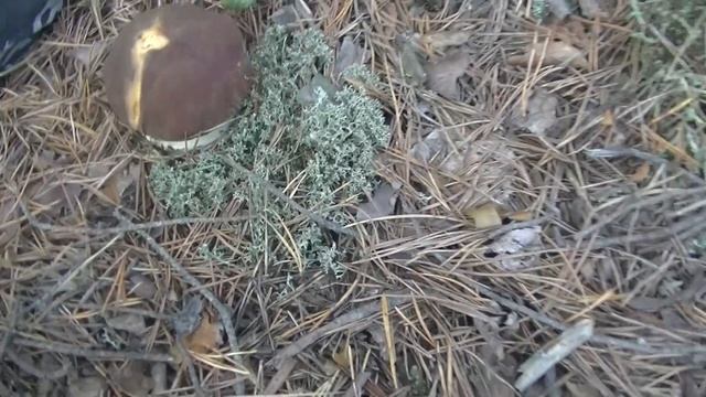 Белые Грибы в Самом Разгаре, а Дети в Ударе. Набрали Полные Вёдра Грибов Сами! смотреть онлайн