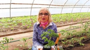 ПРАВИЛА ПОЛИВА ТОМАТОВ! СЕКРЕТЫ ОТ ОКТЯБРИНЫ ГАНИЧКИНОЙ