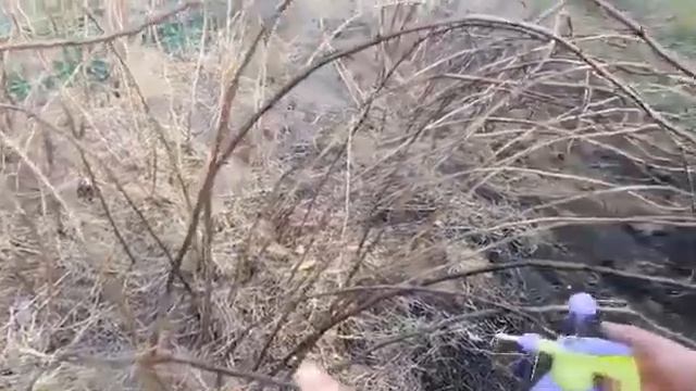 Крупноплодная малина, сорта и уход смотреть онлайн