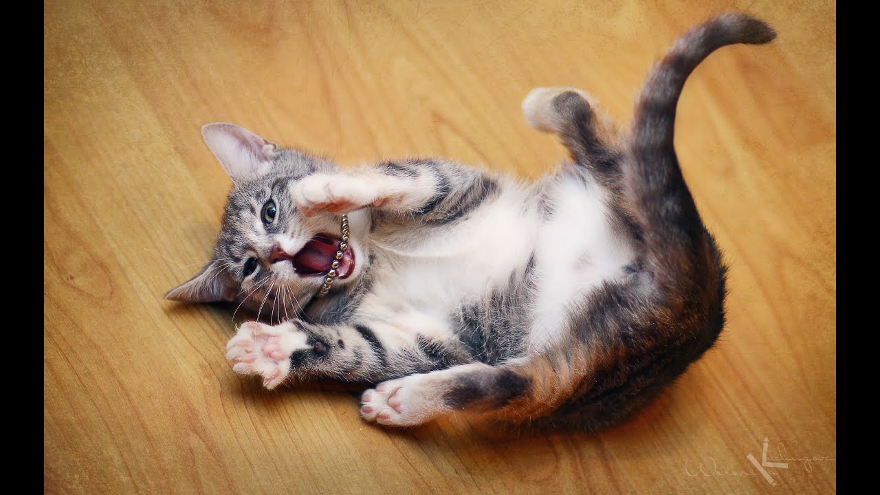 Кошки которые бесятся. Смешные кошечки. Кошки хулиганят. Бешоной кот. Веселые кошки.
