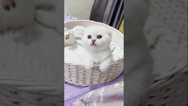 #Шотландская вислоухая #красивые котята #бедные котята # голубоглазые котята белоснежный ангел