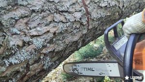 Валка дерева самое толстое дерево на лесосеке Stihl MS 361