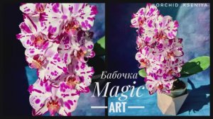 Phal. Magic Art | Домашнее цветение детки голландского фаленопсиса Мэджик Арт | Обзор сорта 🌸