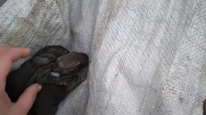 КРОЛИКИ.СОДЕРЖАНИЕ.СРАВНИМ ПОМЕСЬ КАЛИФОШКА И ФЛАНДР И ЧИСТЫЙ ФЛАНДР.