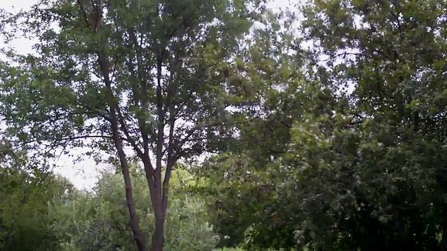 расслабляющий деревья ветер смотреть онлайн