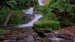 Amazing sounds of nature and melodious birds chirping to sleep in 5 minutes