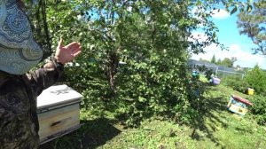 РАБОТА НА ПАСЕКЕ ПОСЛЕ ГЛАВНОГО МЕДОСБОРА, СНИМАЮ МАГАЗИННЫЕ НАДСТАВКИ ДЛЯ МЁДА.