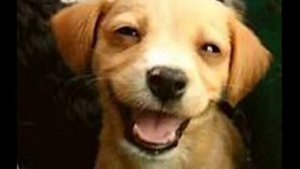 Есть ли у животных группы крови?