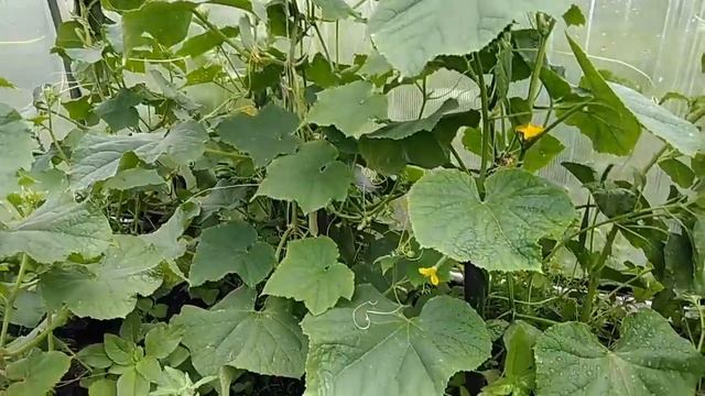 Деревенская Житуха. Клип на песню "Дачники" группы "Че Те Надо?" смотреть онлайн