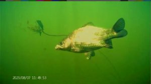 Поклёвка КАРАСЯ под водой на мякоть хлеба (прижим)