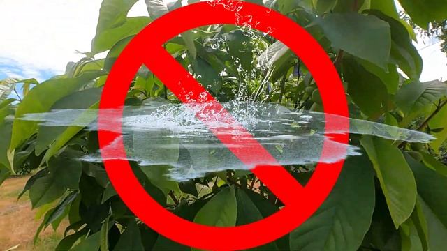 Pawpaw - Asimina triloba - THE BASIC HOW TO - Planting, Watering, Weeding & Feeding your young tree смотреть онлайн