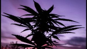 Сергей Завьялов под кайфом песня 2022 новая