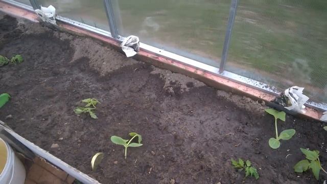 #теплица #дача #огород моя тепличка, и нужен ваш совет смотреть онлайн