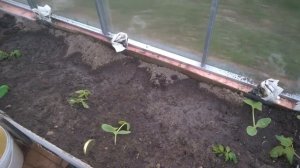 #теплица #дача #огород моя тепличка, и нужен ваш совет