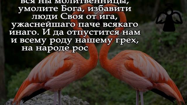 † УТРОМ НАЙДЁШЬ ЦЕЛОЕ СОСТОЯНИЕ ИЗ ДЕНЕГ, А БЕДНОСТЬ ПРОНОГОНИШЬ КЫШ ИЗ СВОЕГО ДОМА смотреть онлайн