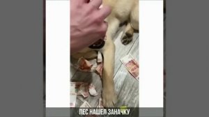 Собака сожрала деньги