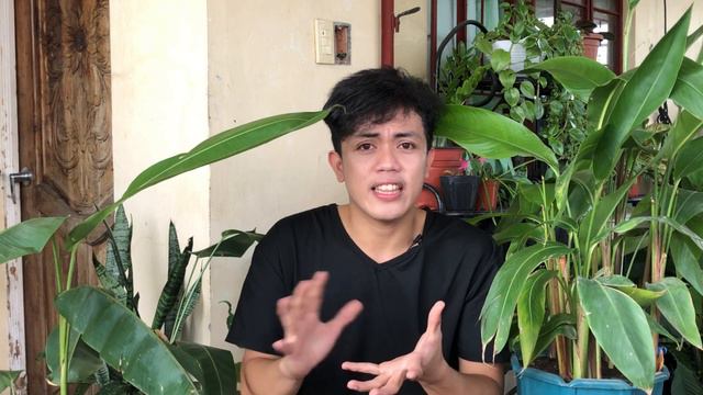 HOW TO CARE BIRD OF PARADISE FLOWER INDOOR AND OUTDOOR CARE TIPS  Strelizia 2021.