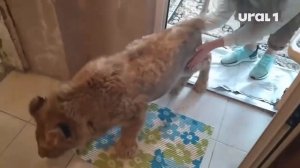 Львёнок Симба, спасённый Кареном Даллакяном, начал ходить