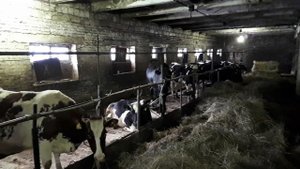 Продажа крупного рогатого скота молочного и мясного направления +79063333941