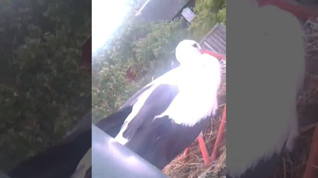 Аист в гнезде смотреть онлайн