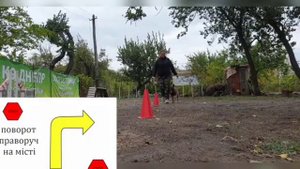Ралли обидиенс в Украине: повороты направо и налево с двумя остановками