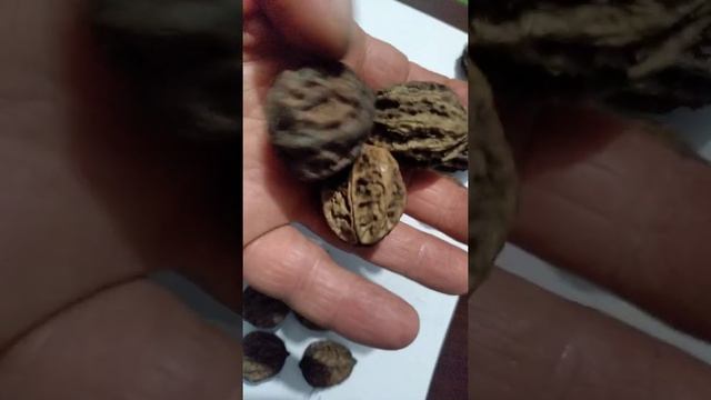 Орех.Гибрид черного ореха с грецким? смотреть онлайн