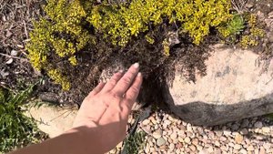 Тимьян после зимы. Как выглядит, не очень. #тимьян  #веснойогород #темьянвесной