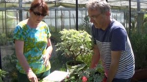 chaine  Jardinage:  pelargonium(odorant) grey lady plymouth: Comment faire une bouture:  (Géranium)