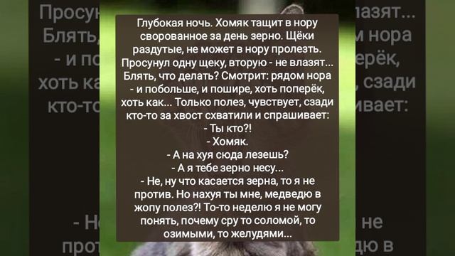 Про хомяка