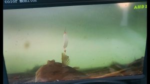 Подводная видеокамера. Камбала. Владивосток