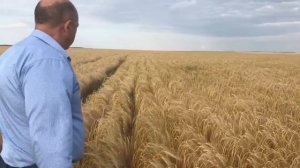 На ячмене у Сергея Перепелицы