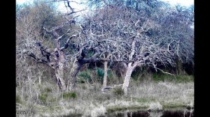 Montecito de Lovera Poema de Roberto Romani. Cerrito. Entre Rios