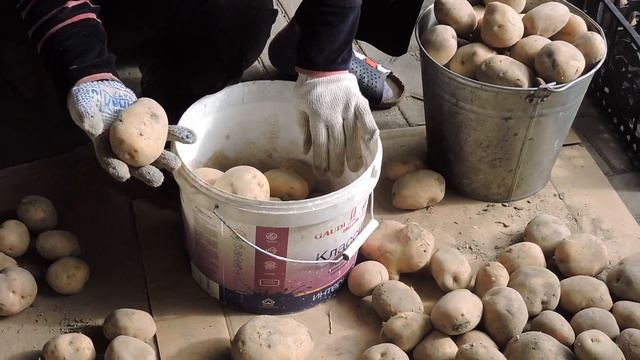 ЛУЧШИЙ СПОСОБ ХРАНЕНИЯ КАРТОФЕЛЯ | ЯЩИКИ ИЛИ МЕШКИ!?!?!? смотреть онлайн