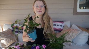 July Houseplant Haul | African Violets and wish list plants