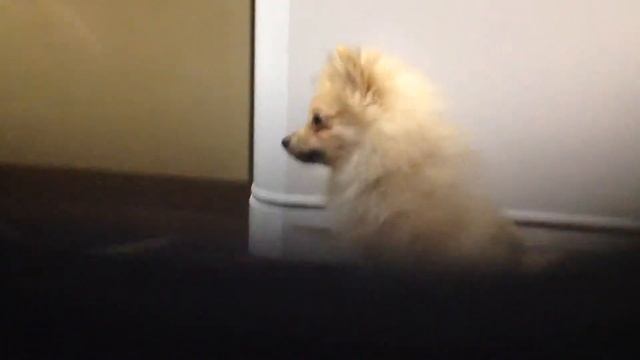 Шпиц .Ума ест мяско ??? смотреть онлайн