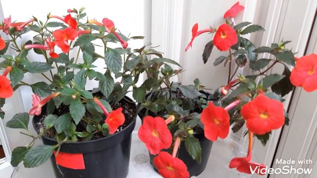 Ахименесы Glory и Tetra Orangerote Charm смотреть онлайн