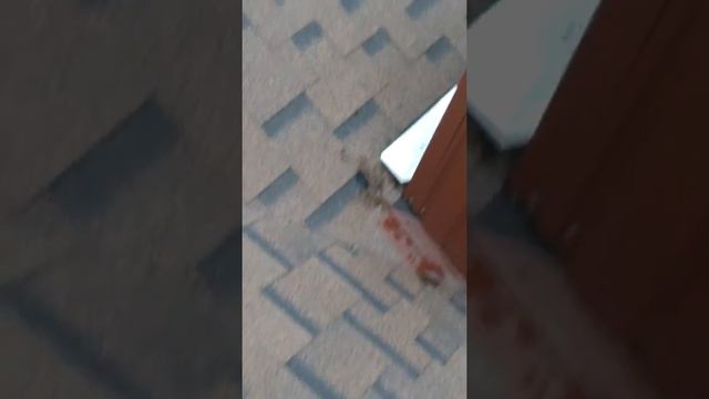 Осмотр кровли битумная черепица Shinglas смотреть онлайн