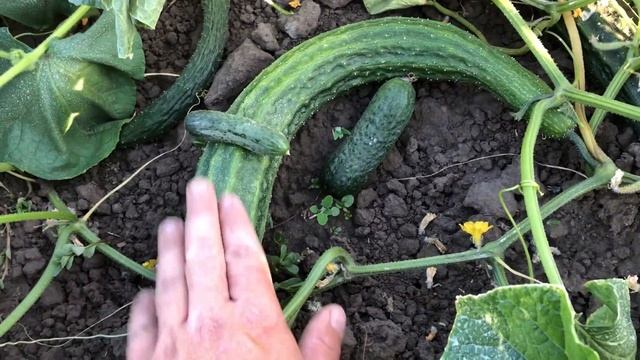 Змеи поселились на огороде. Огурец Суйо лонг. Suyo Long Cucumber. смотреть онлайн