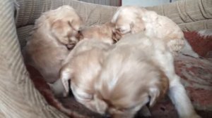 Американский кокер спаниель щенки