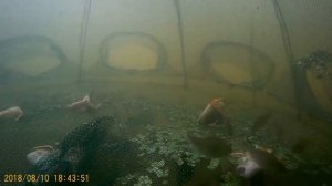 Камера в китайской раколовке Зонтик / UNDERWATER /