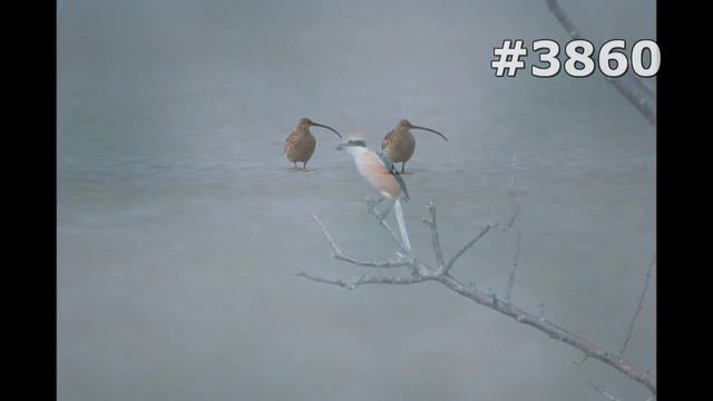 #3860. Птицы (В мире животных) смотреть онлайн