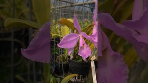Cattleya labiata concolor