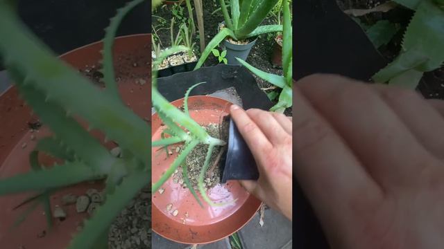 Aloe Arborescens propagation in pumice - 2 months effects rooting in pumice !